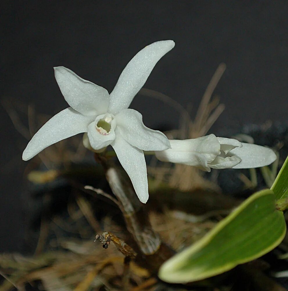 Дендробиум монилиформе. Дендробиум драконис. dendrobium moniliforme уход за кейком. d. cassiope x d.moniliforme.