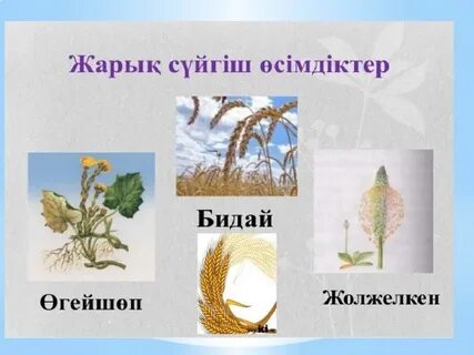 Менструация кезінде жыныстық қатынас қауіпсіз бе?