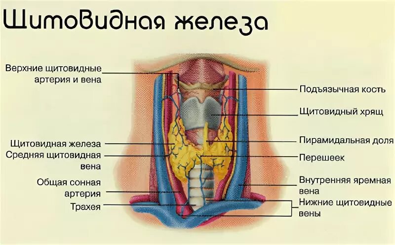 Очаги щитовидной железы что это. Расшифровка сцинтиграфии щитовидной железы. Коллоидный зоб гистология. Щитовидная железа продуцирует гормон. Гиперэхогенный узел в щитовидной железе узи.