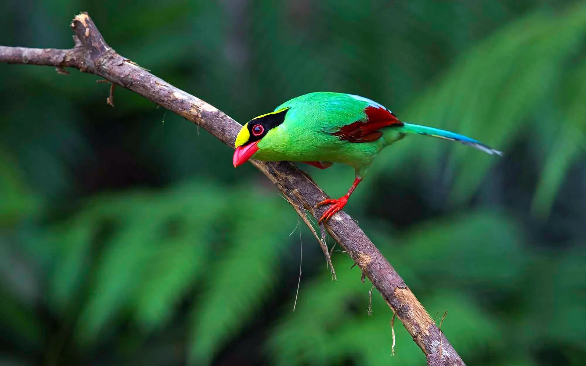 серогрудый рогоклюв. перо райской птицы. квезаль редкая птица вымирающий вид священная птица майя. перья на хвосте зеленоватые какая птица. кетцаль птица.