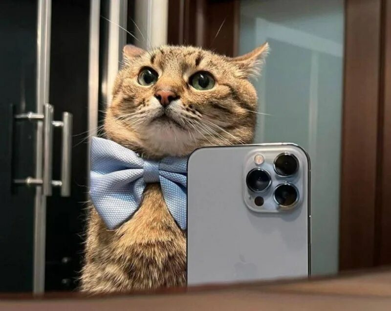 кот степан из харькова инстаграмм. грустный кот степан. кот степан с вином. кот степан с бокалом. кот степан с бокалом.