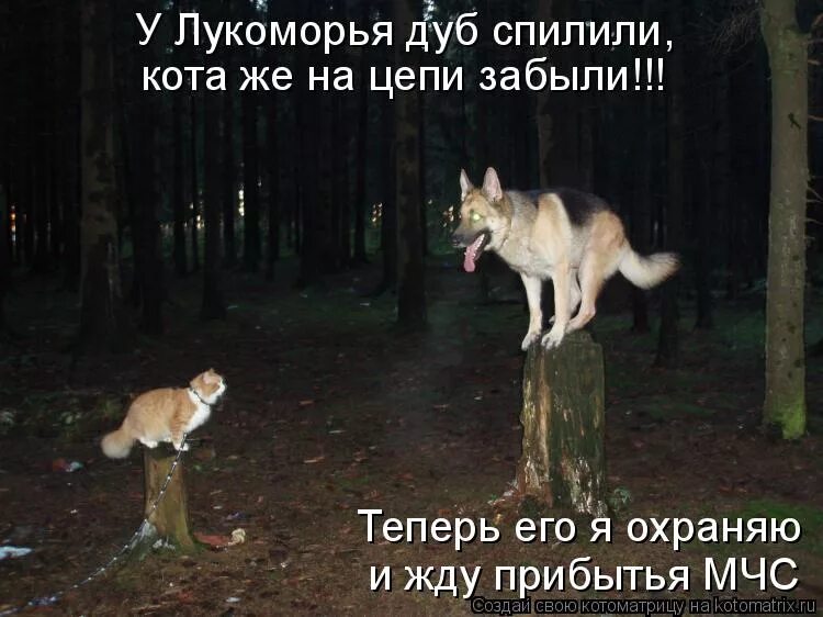 Песня хочется скулить и нечего