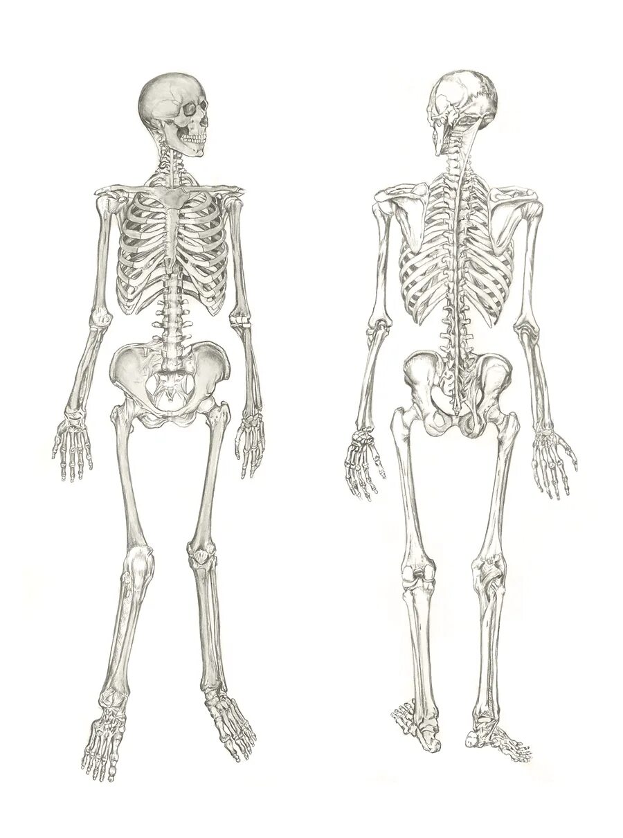 Скелет человека анатомия без подписей. Скелет человека без надписей. Человек без скелета.
