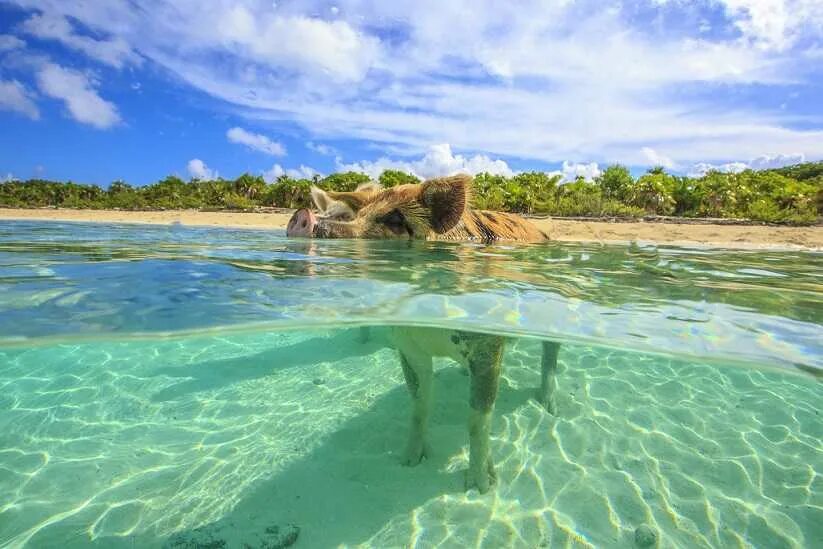 Нассау (Багамские острова). Остров Парадайз Багамские острова. Багамы Нассау. Атоллы Багамских островов:.