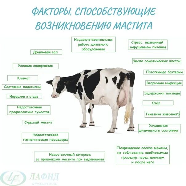 Мастит коровы лекарство. Мастит коров ветеринария. факторы возникновения мастита. катаральный мастит крс. профилактика мастита крс.