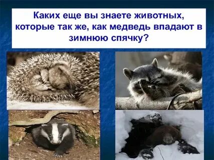 Хамелеон впадает в спячку