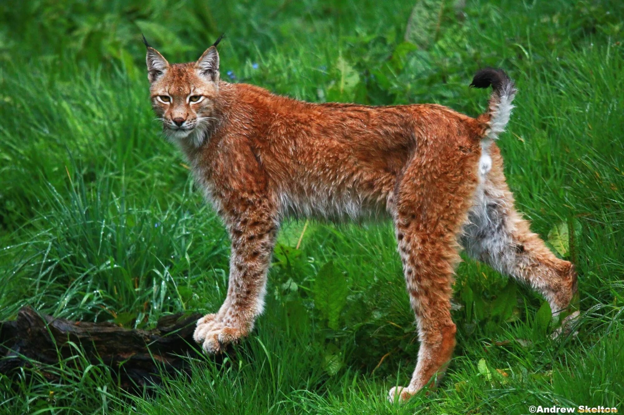 Длина рыси. Бобкэт Рысь. Рыжая Рысь Северной Америки. Bobcat Рысь. Кошка Рысь.