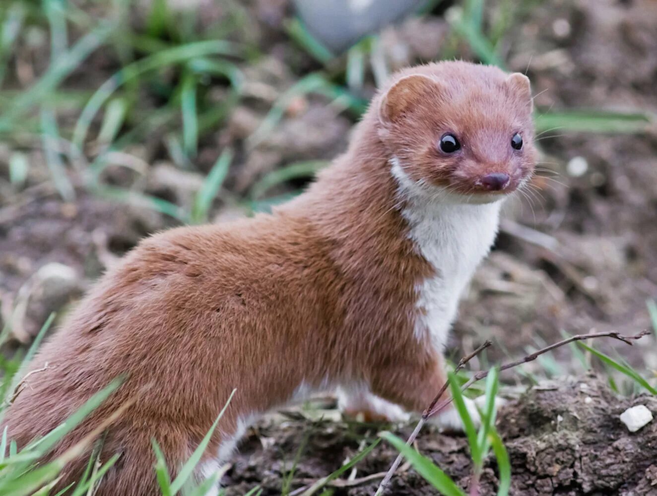 Известно что горностай хищное. Mustela nivalis. Ласка обыкновенная (Mustela nivalis). Колонок – Mustela sibirica (Pallas, 1773). Колонок Mustela sibirica.