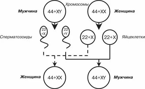 Зародыш семени набор хромосом