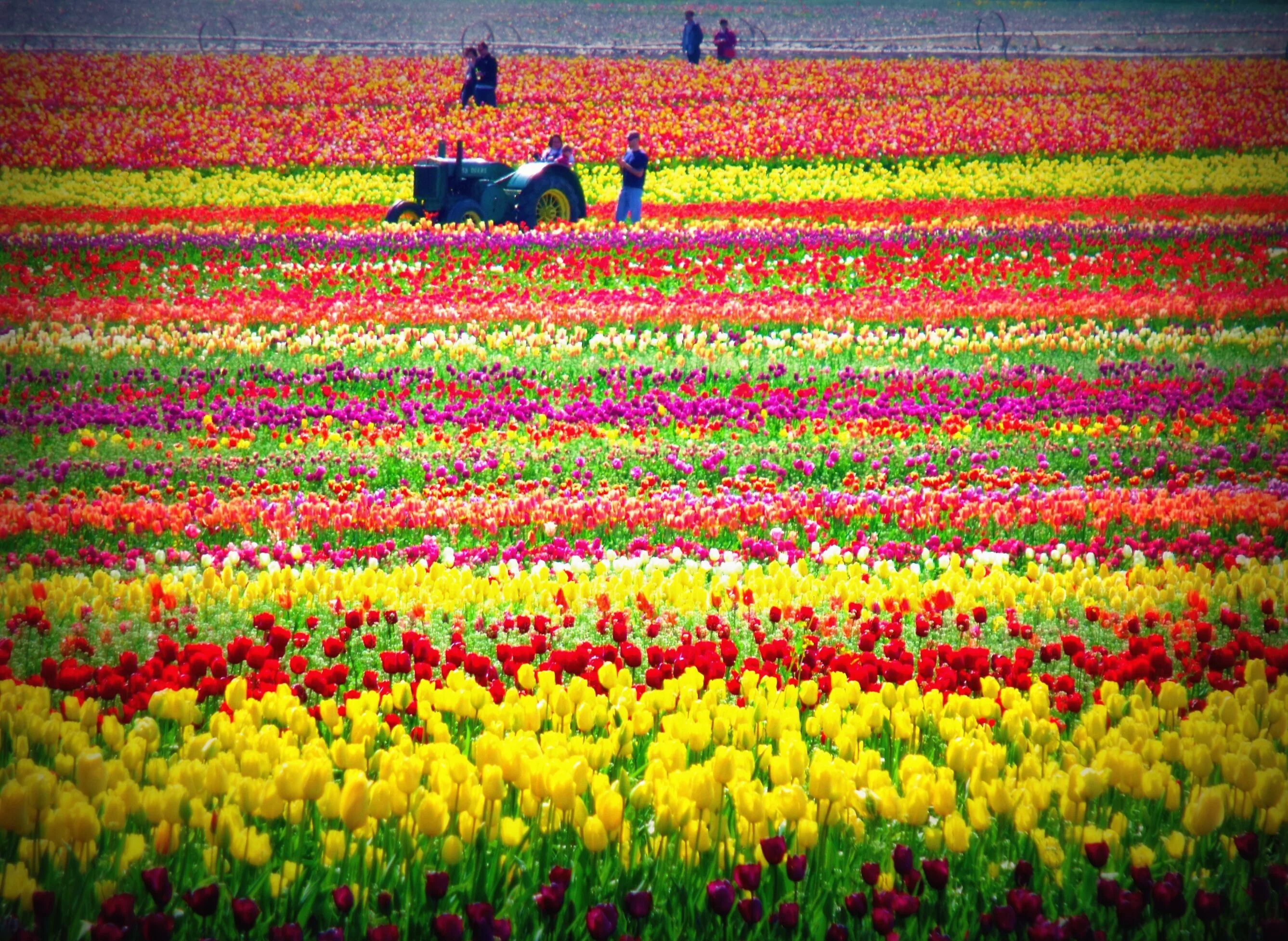 Где тюльпановые поля. Тюльпановые плантации в Голландии. Тюльпановые поля в Голландии. Lisse тюльпановое поле в lisse.