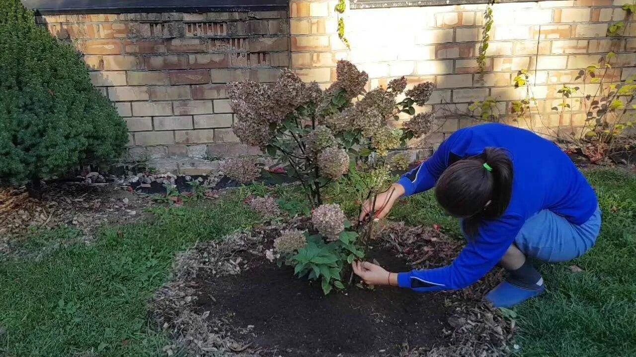 Как сохранить купленную гортензию до посадки