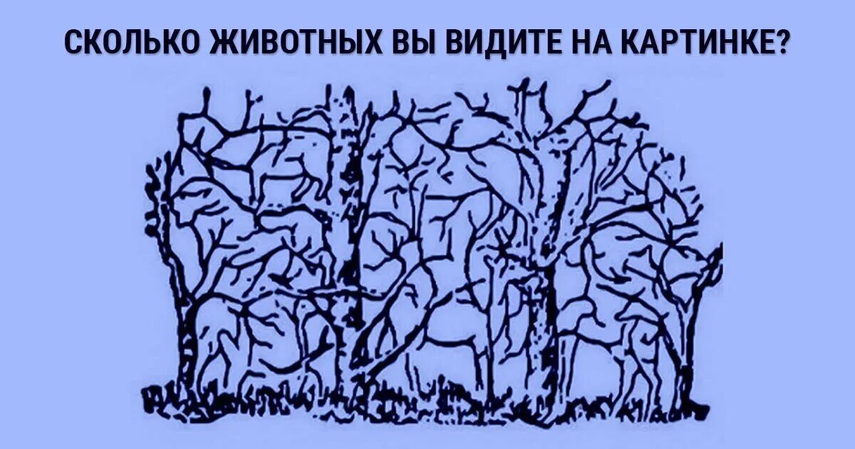 Сколько животных на картинке. Сколько живетный на картинке. Сколько животных видите на рисунке. Психологический тест на внимательность. Тест хардкор