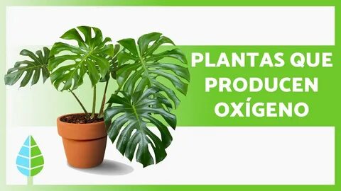 Oxygen plant