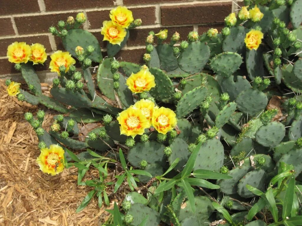 Кактус панк цилиндропунция. Опунция садовая (opuntia). Американский кактус уличный. Опунция садовая. Уличный кактус опунция морозостойкий.