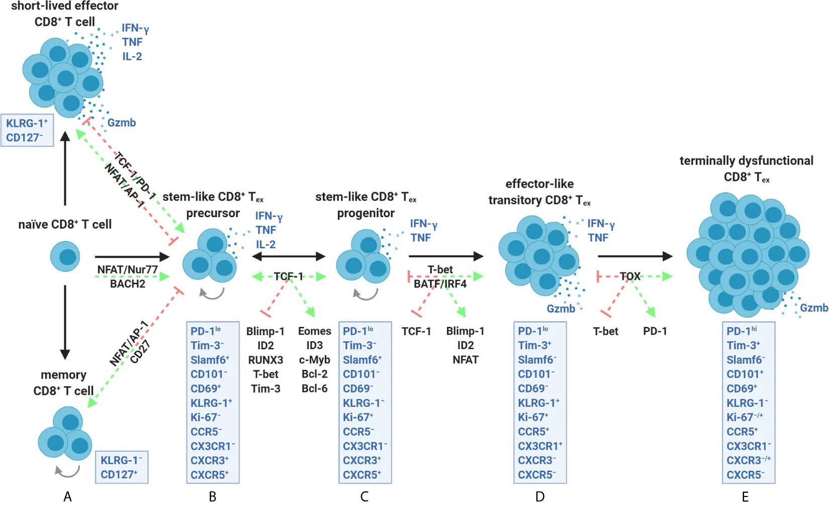 Клетки т 8. Cd8 t Cells. Cd8+-цитотоксических лимфоцитов. Cd8+ т-клетки. CD 8 иммунология.