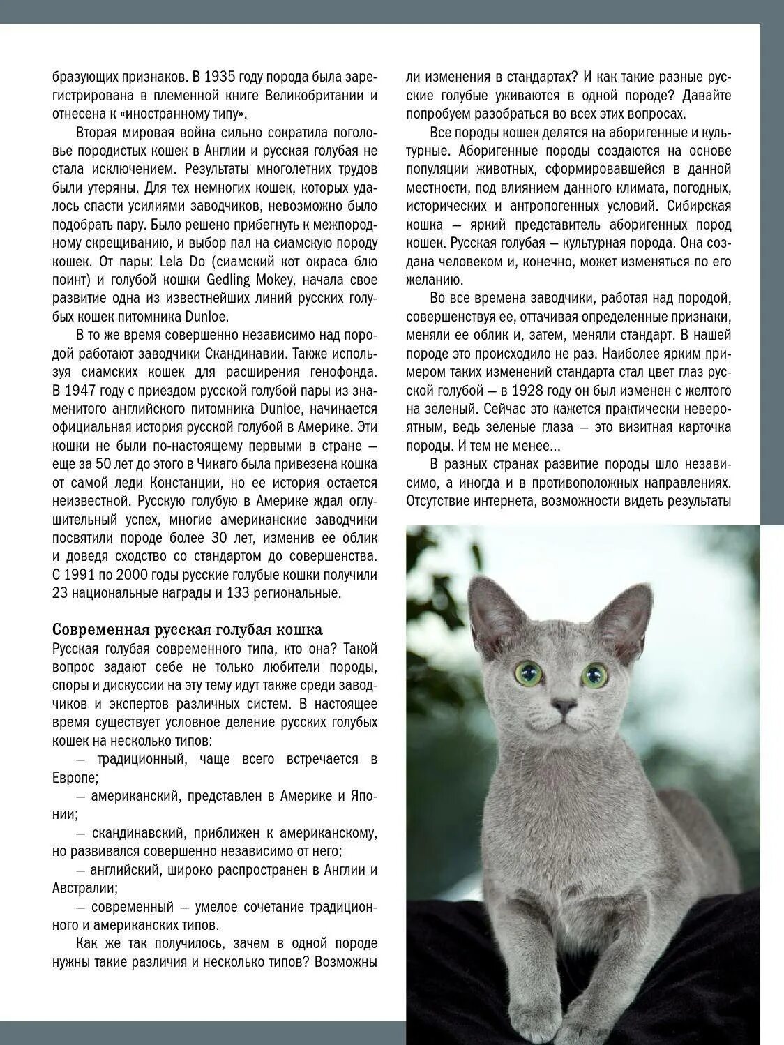 Доклад про русскую голубую кошку. Русско голубая кошка описание породы. Основные сведения о русской голубой. Сведения о русской голубой. Сибирский голубая кошка короткошерстная описание.