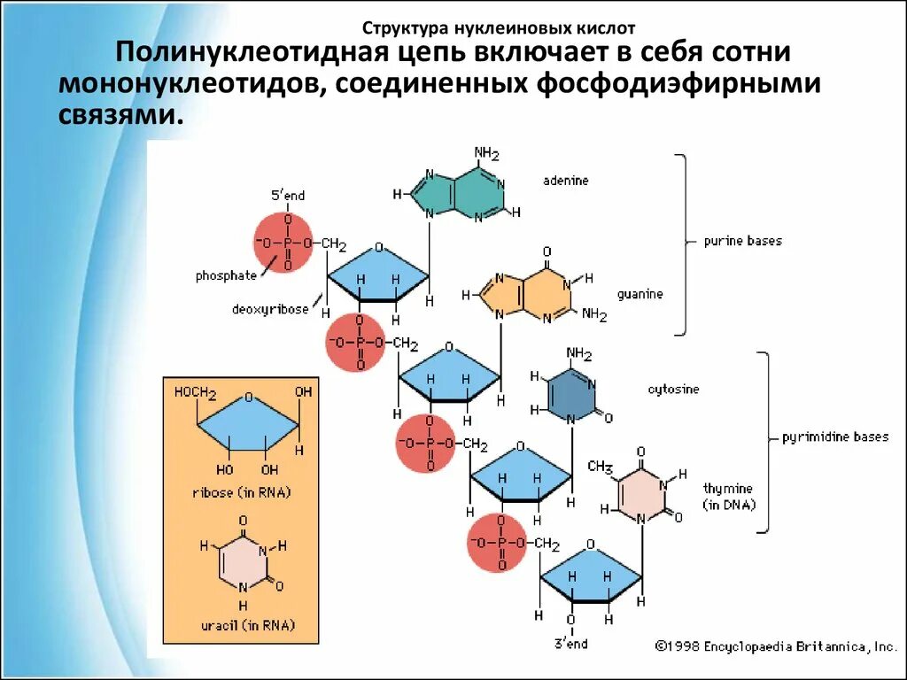 Полинуклеотидная цепь связи. Первичная структура нуклеиновых кислот ДНК. Строение мононуклеотида ДНК. Структура нуклеиновых кислот формула. Первичная структура ДНК полинуклеотидная цепь.