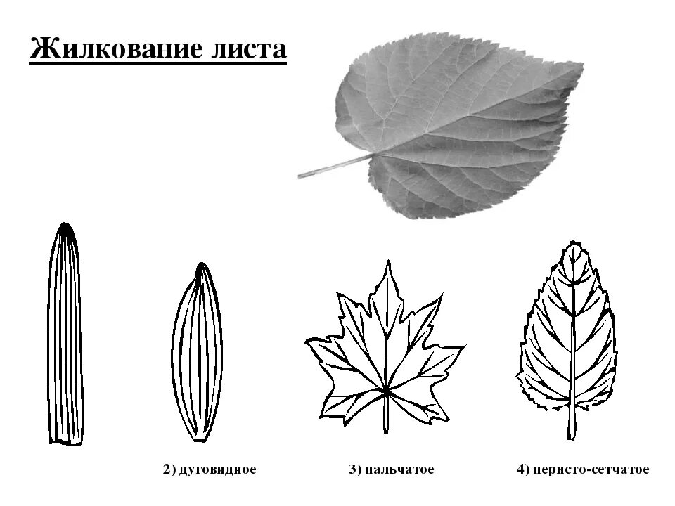 Сетчатое жилкование листовой пластинки у. Перистое и пальчатое жилкование. Перисто сетчатое жилкование листовой пластинки. Пальчато сетчатое жилкование листовой пластинки.