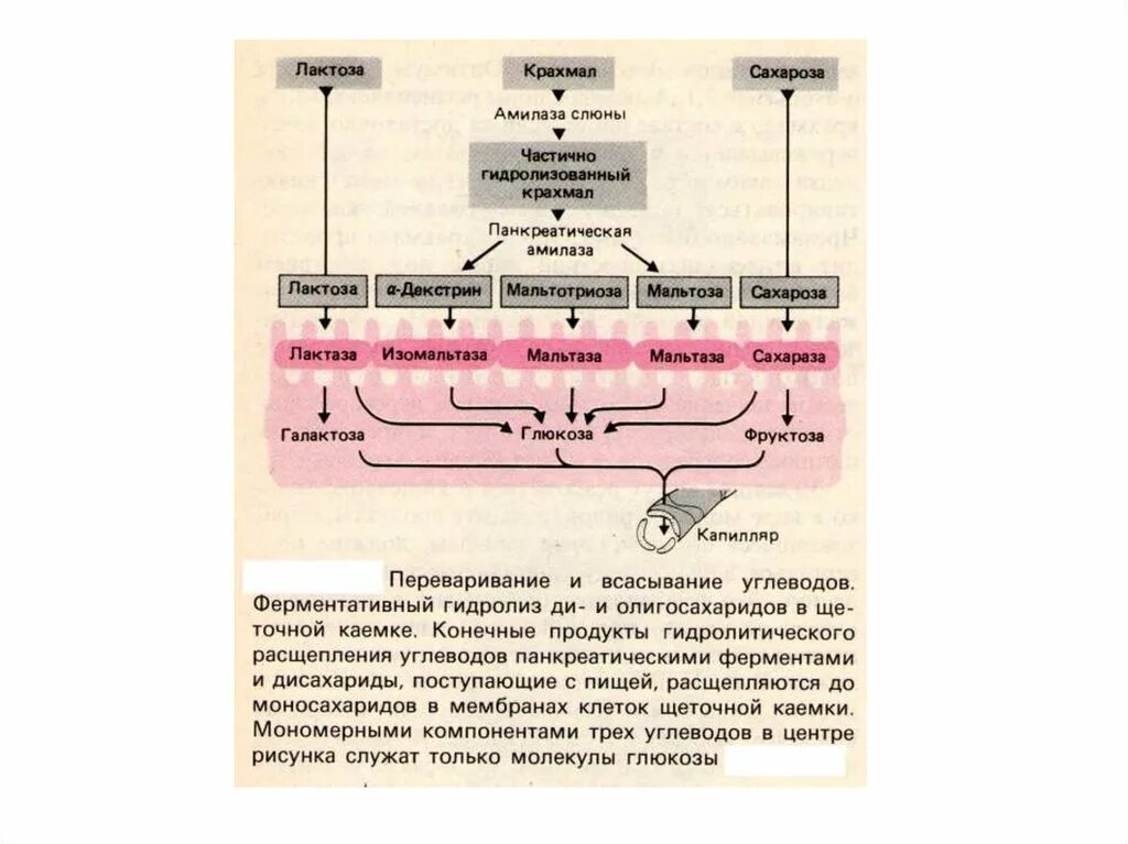 Расщепление углеводов амилазой слюны расщепление жиров. Переваривание углеводов мальтаза. Механизм всасывания углеводов. Механизмы всасывания физиология. Лактаза мальтаза изомальтаза.