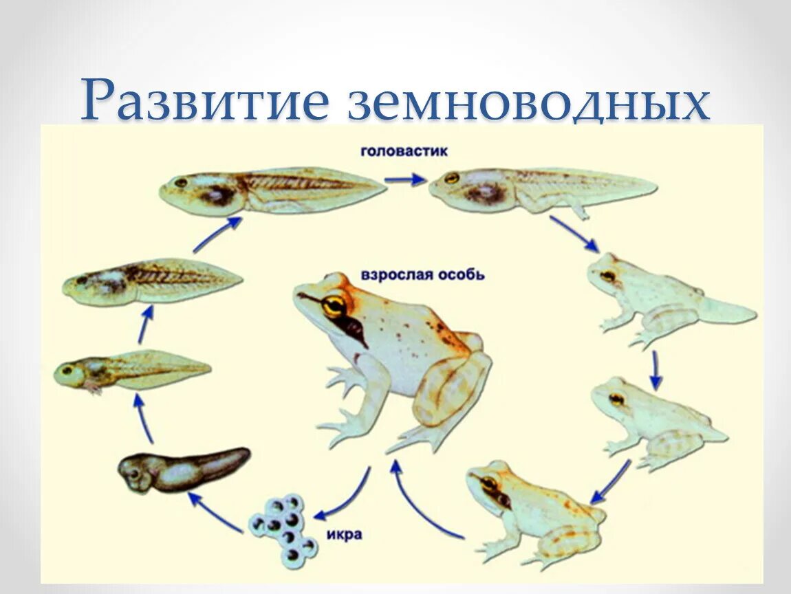 Цикл размножения лягушки. Стадии развития головастика лягушки. Стадии развития лягушки схема. Строение головастика амфибий.