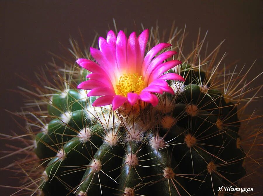 кактус киров