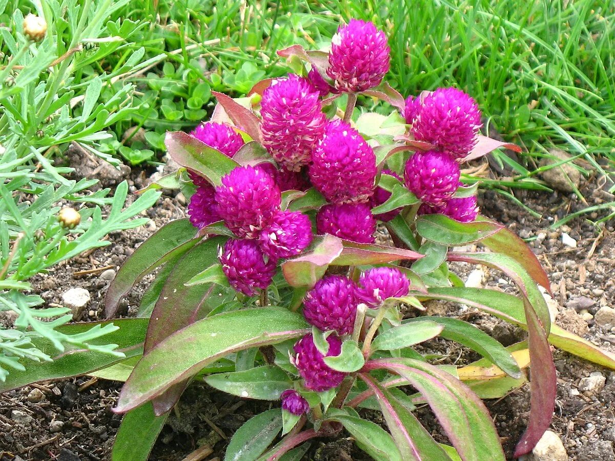 File:Gomphrena globosa Gnome Mix 2zz.jpg - Wikimedia Commons