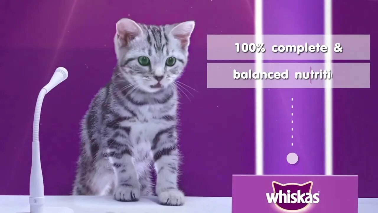 Музыка из рекламы вискас. Реклама вискас. Кот с рекламы вискас. Whiskas кот из рекламы.