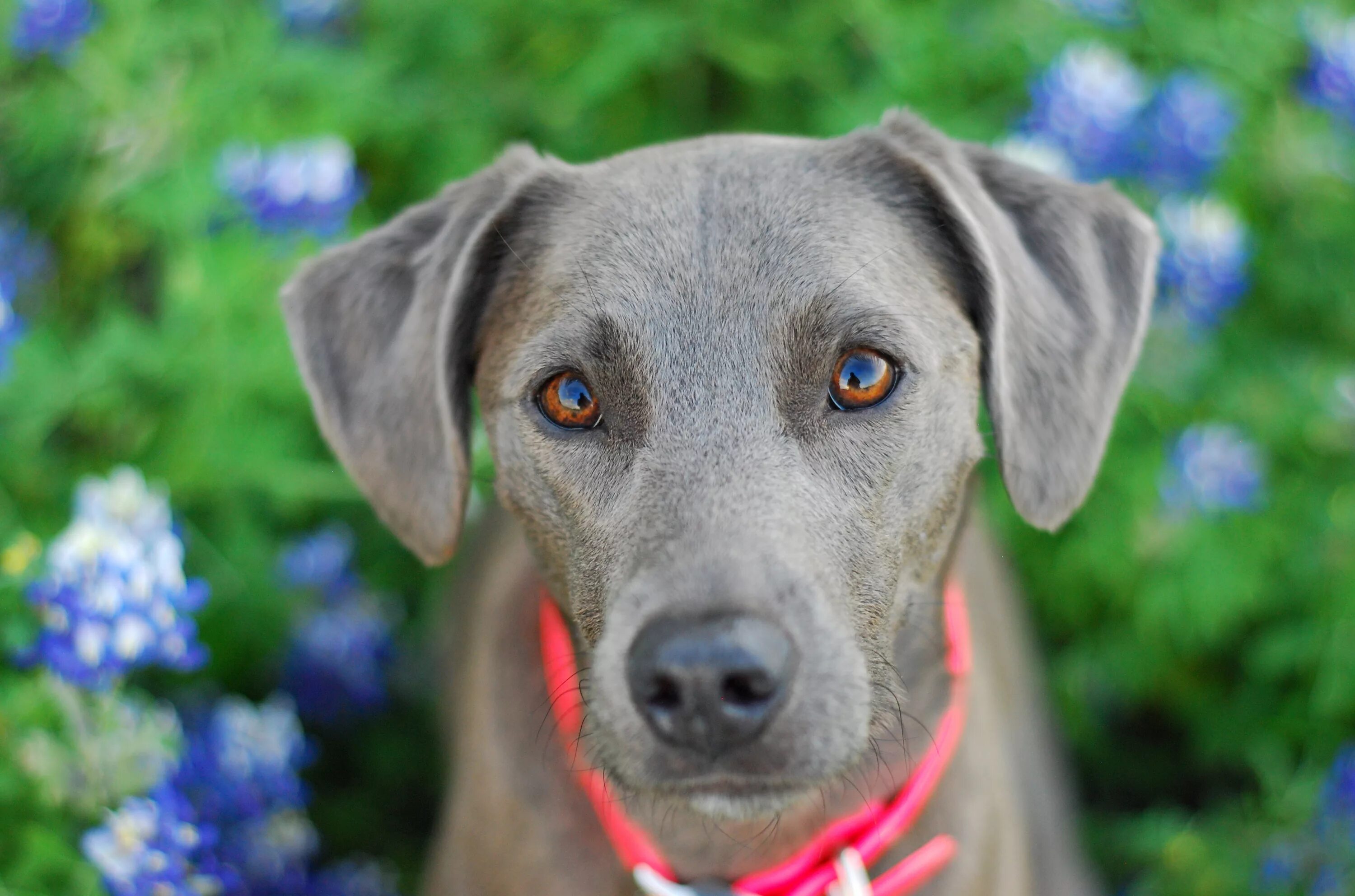Большая синяя собака. Голубая собака. Голубую собачку. Самые красивые собаки. Блю лейси щенок.