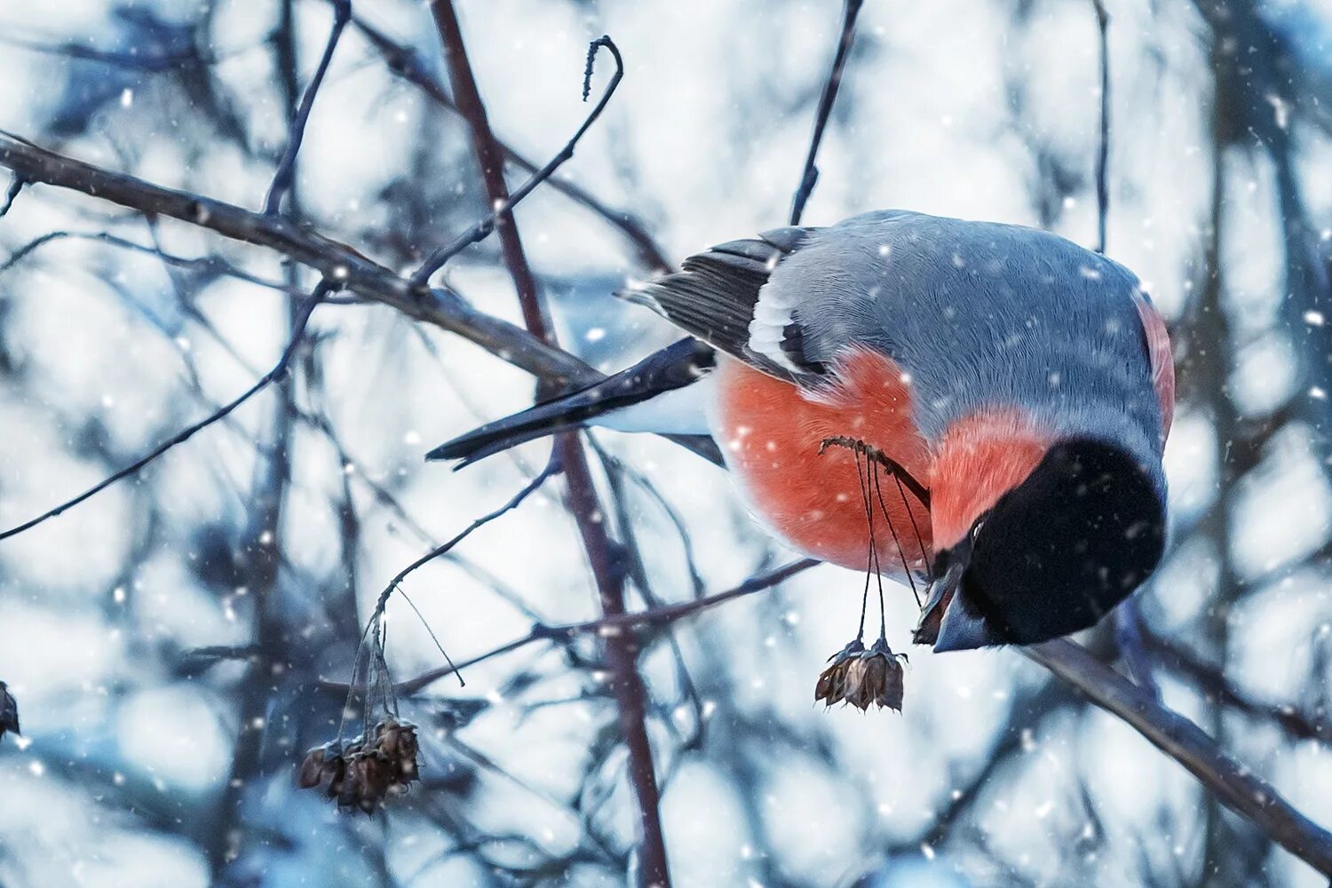 Красногрудый Снегирь. Снегирь птички зимующие. Снегири зимой. Обои на рабочий стол Снегири. Снегири ни
