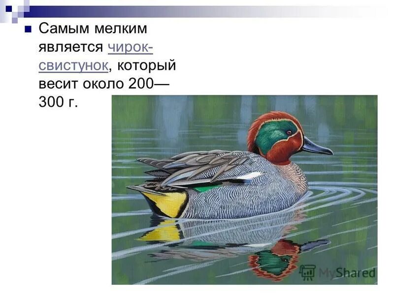 Гусеобразные строение. Отряд гусеобразные представители. Утка отпустила крылья и плохо ходит. Отряд гусеобразные представители. Строение утки.