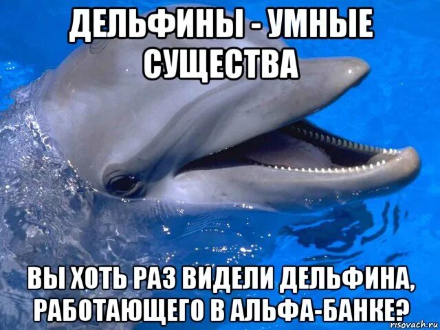 Дельфины умные. Дельфин Мем. Мемы про дельфинов. Дельфины очень умные. Впр текст про дельфинов
