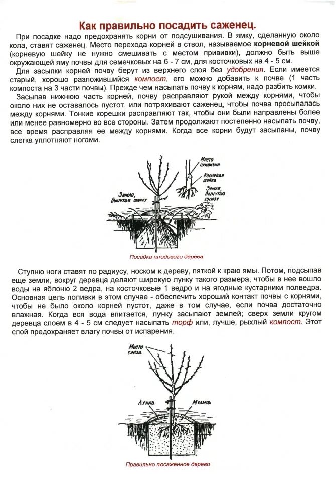 Как посадить вишню весной саженцами. Корневая шейка дерева. Корневая шейка у вишни. Правильная посадка вишни войлочной. Корневая шейка саженца черешни.
