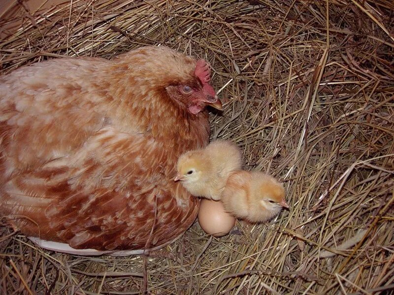 Наседка курица высиживает яйца. Наседка Кучинская Юбилейная. Куры и цыплята. Курочка наседка. Цыплята под курицей
