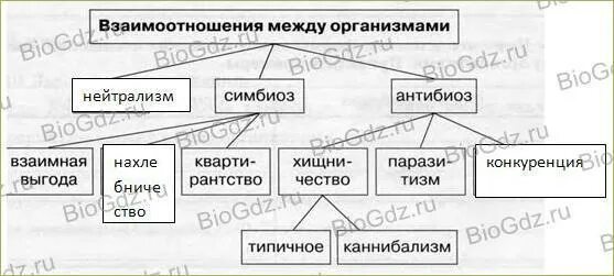 Разделите типы взаимоотношений организмов на соответствующие группы. Типы взаимодействия между живыми организмами схема. Типы взаимоотношений организмов схема. Типы взаимоотношений между организмами схема. Типы взаимодействия между организмами схема.