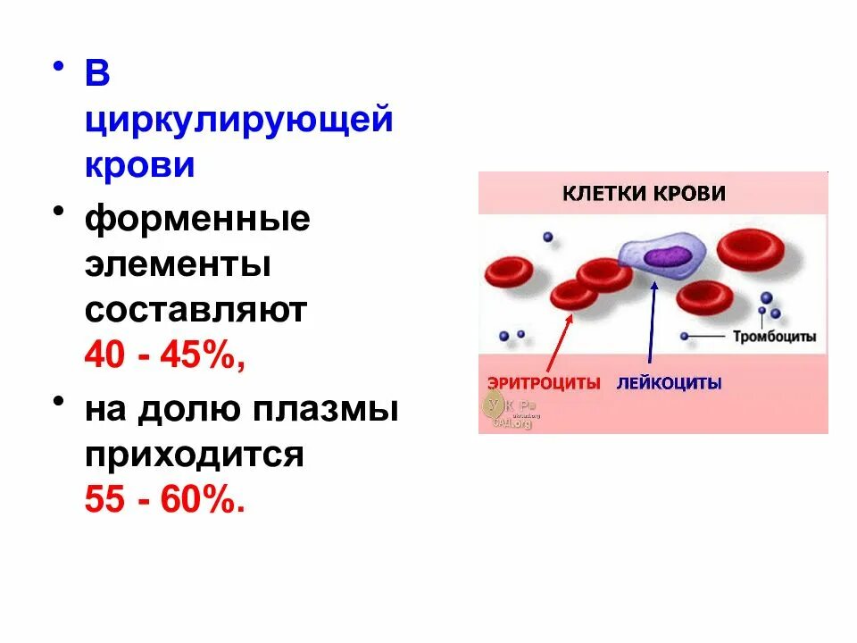 Состав эритроцита человека. Форменные элементы крови: функции, нормы.. тромбоциты это форменные клетки крови ?. эритроциты лейкоциты тромбоциты таблица. состав крови форменные элементы крови.