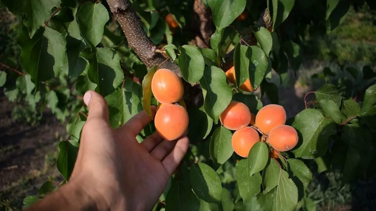 Абрикосы в каком месяце. Снегирек сорт абрикосов. Абрикос Лескоре. Абрикос оранжевый "Лескоре". Дерево абрикоса Снегирек.