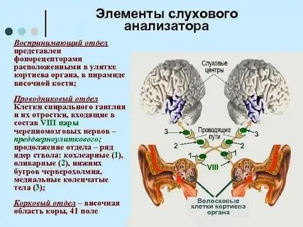 Нервные импульсы в органе слуха