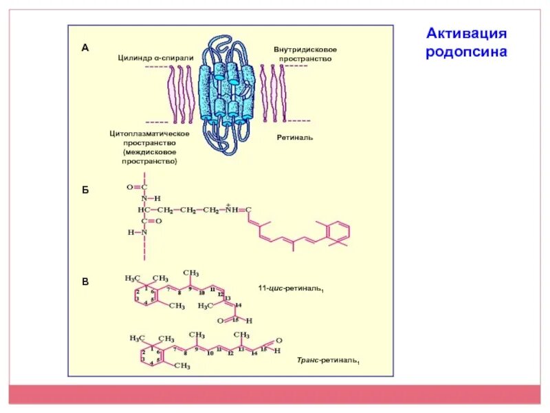 Содержат пигмент родопсин. Молекула родопсина. Активация родопсина. Родопсин физиология. Родопсин строение.