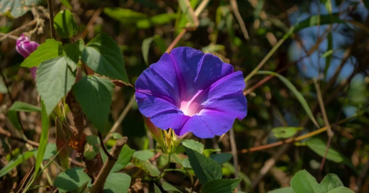 Ипомея morning glory. Ипомея монинг глори. Ипомея трехцветная ipomoea tricolor. Ипомея пурпурная. Ипомея трехцветная ipomoea tricolor.