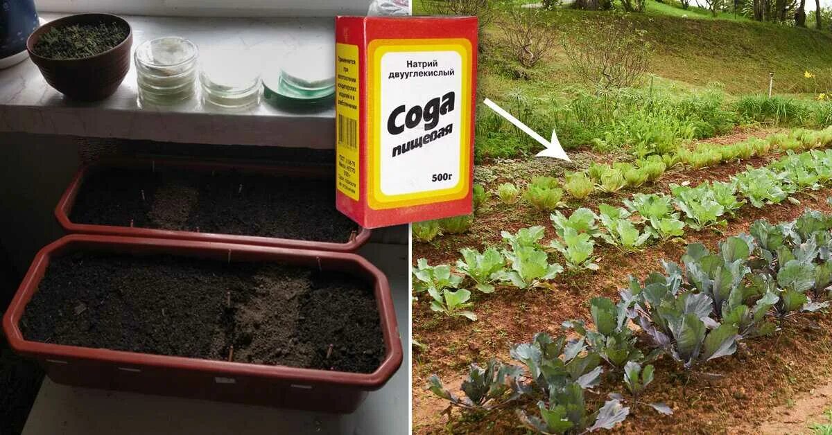 Сода пищевая для огорода. Сода в огороде. Пищевая сода для сада и огорода. Сода в огороде. Сад огород применение соды.