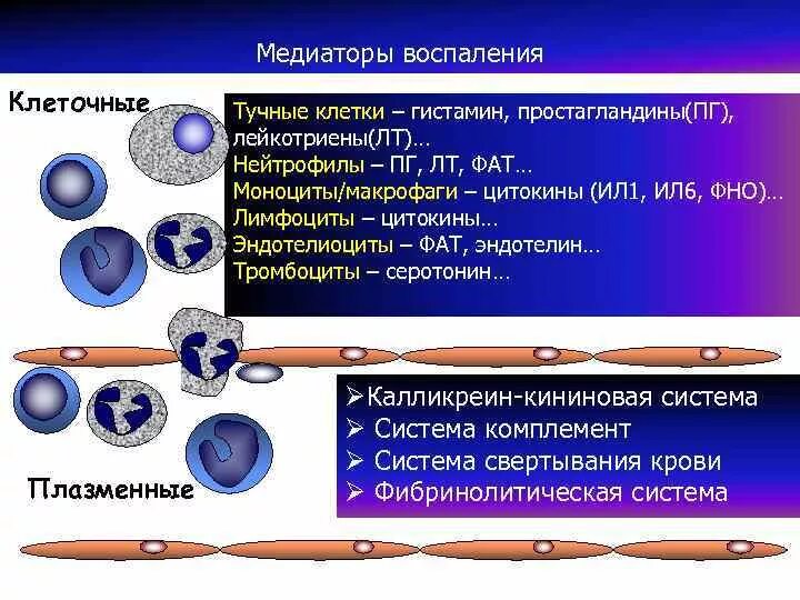 Клеточные медиаторы воспаления. Медиаторы воспаления макрофагов. Медиаторы воспаления патофизиология. Плазменные медиаторы воспаления. Клетки выделяющие медиаторы воспаления.