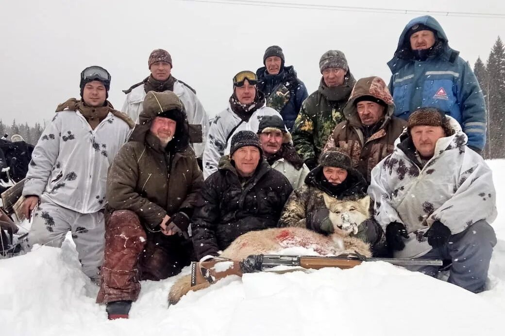 Богородский сайт кировской балабанов. Охота на Волков Кировская область. Охота на волка в Кировской области. Идет охота на Волков идет охота. Волки в Кировской области.