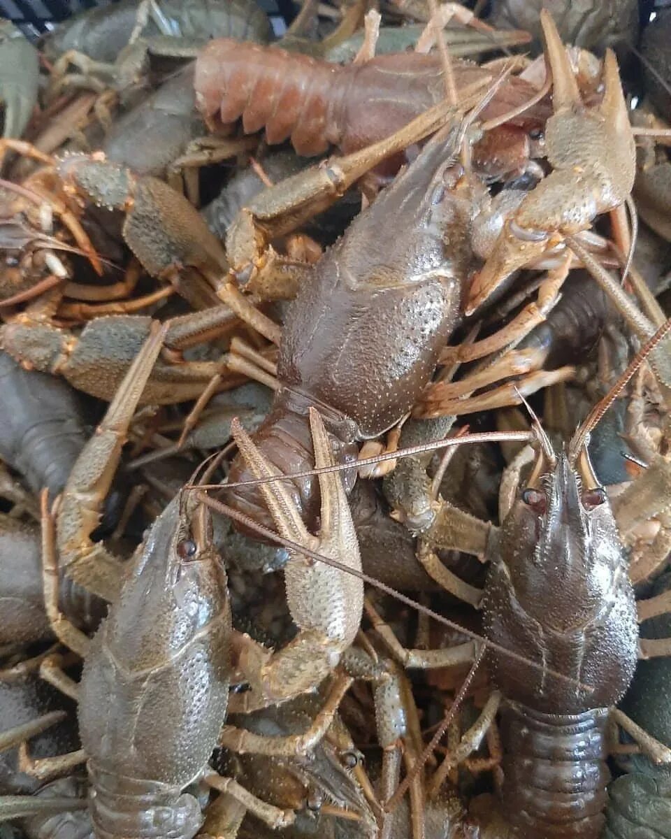 рачевня белгород-. живые раки недорого москва. рачков москва. живые раки недорого москва. живые раки недорого москва.