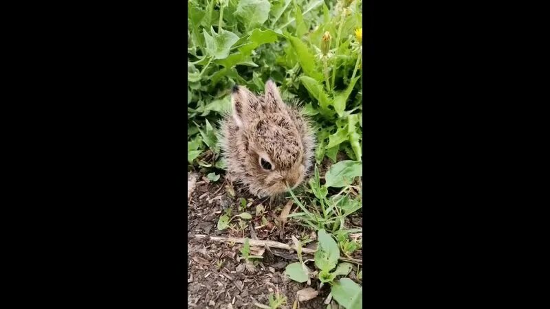 маленькому зайчику на сырой ложбинке прежде глазки. беляевская кто это. блока «зайчик». выпиши три словосочетания с глаголами маленькому зайчику. маленькому зайчику на сырой ложбинке прежде глазки.