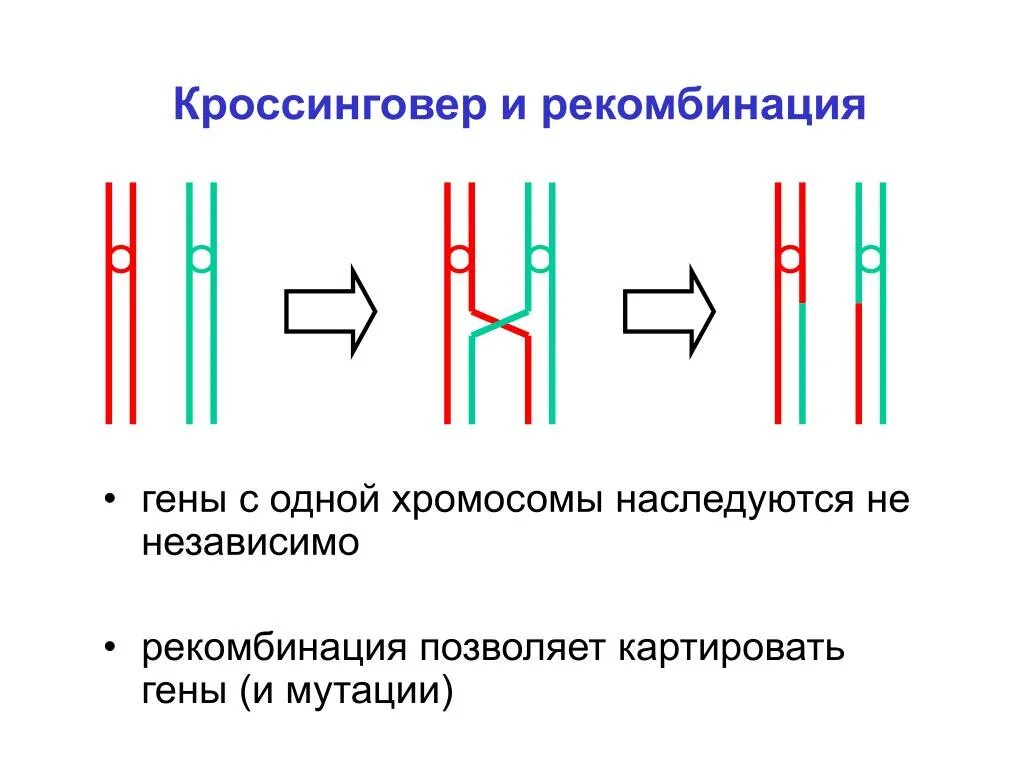 Соединения гомологичных. Соединения гомологичных