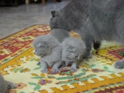 Вислоухие котята 2 недели