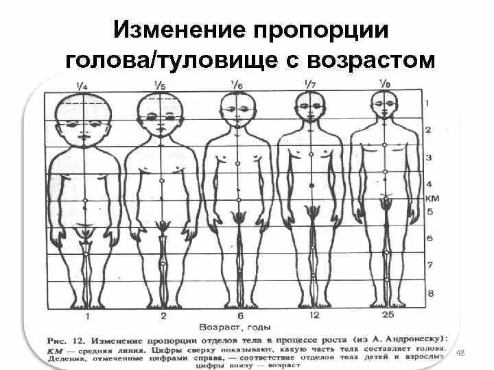 У взрослого человека голова занимает. Пропорции головы и тела ребенка 5 лет. Пропорции головы и тела человека с возрастом. Пропорции тела по возрасту. Возрастные пропорции человека.