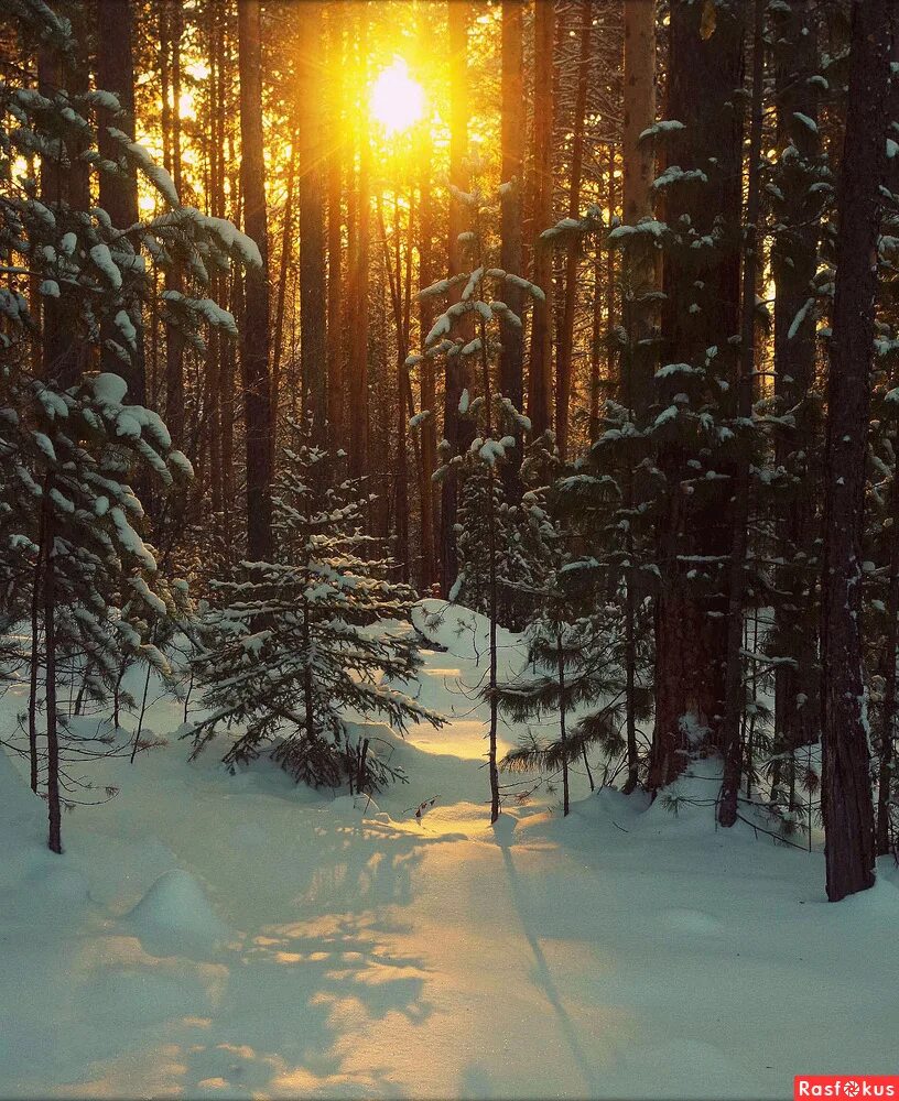 зимний лес. солнечный зимний день. снег и солнце. художник валерий ниминущий зима. утро в зимнем лесу.