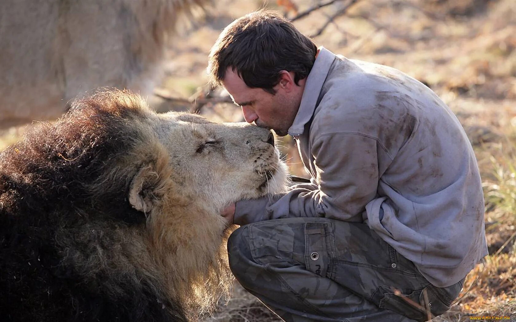 Как стать добычей. Кевин Ричардсон. Kevin Richardson Lion Whisperer. Кевин Ричардсон и львы. Живет со львами Кевин Ричардсон.