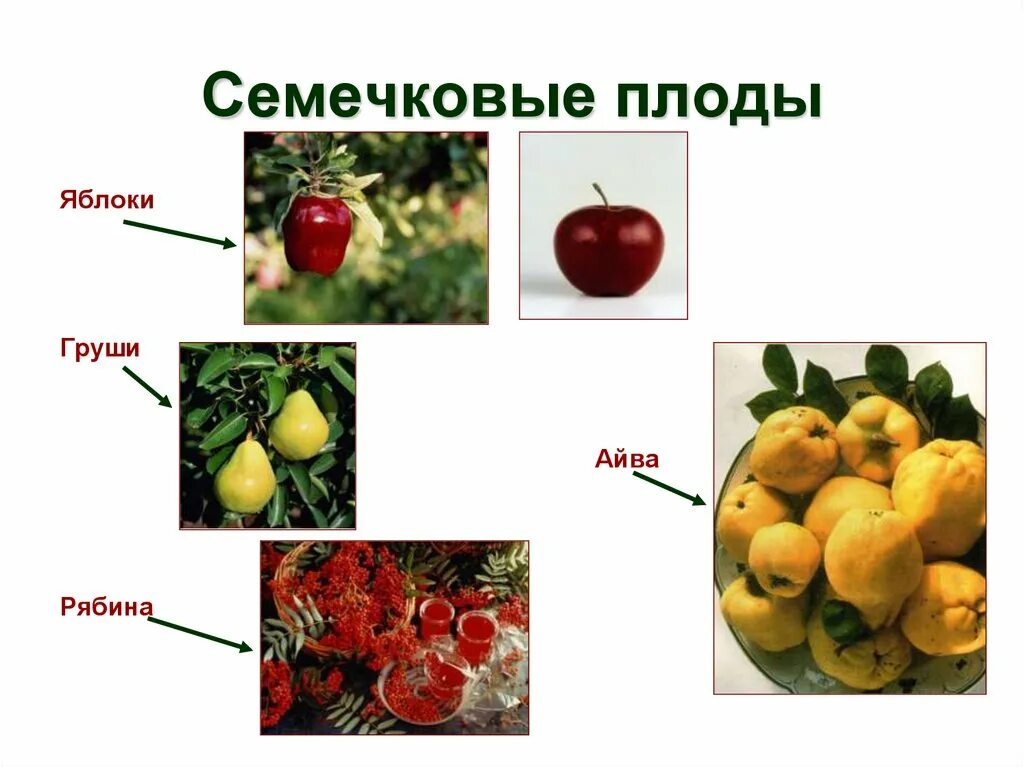 Что относится к плодовым. Семечковые плоды айва. Сорт семечковых плодов. Семечковые плодово- ягодные растения. Косточковые и семечковые фрукты.